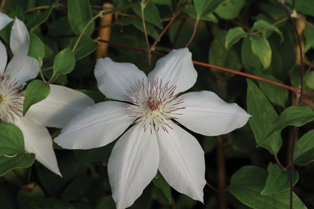 Henryi Clematis - Sheridan Nurseries