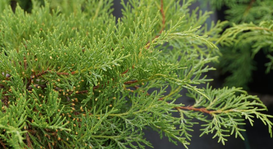 Versatile Evergreens
