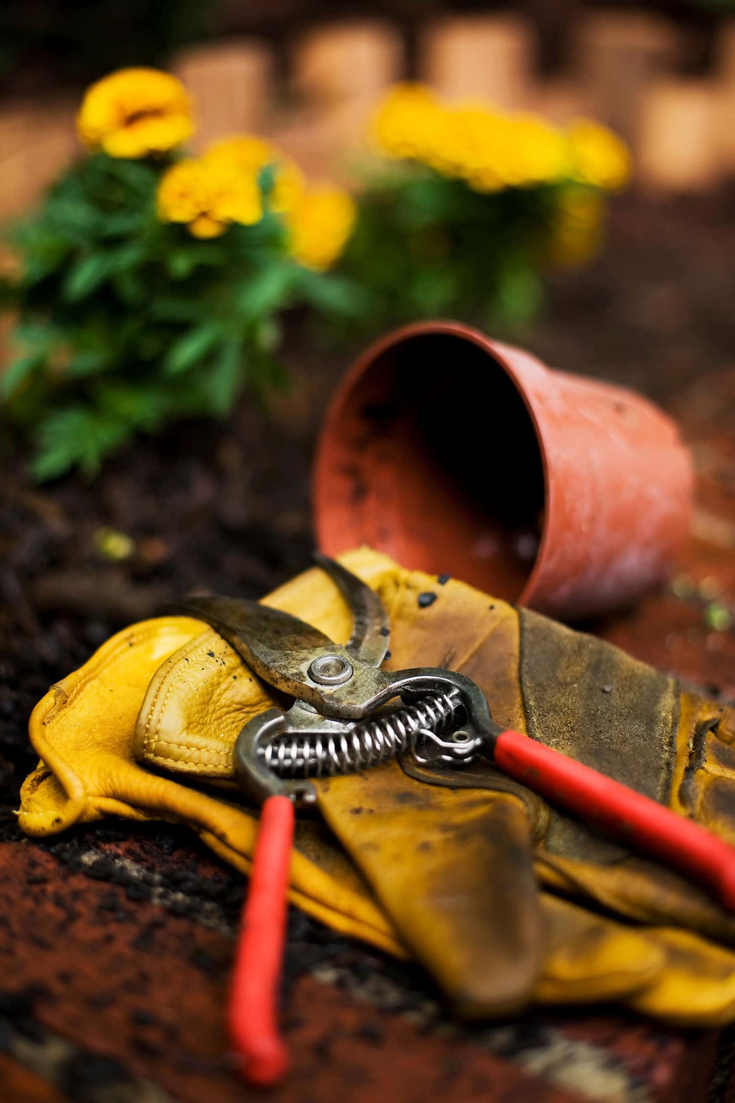 Pruning