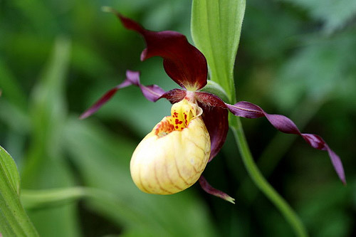 Lady Slipper Orchids