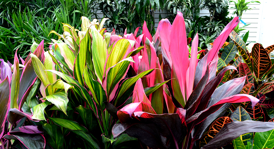 Tropical Plants For Your Garden Or Patio Sheridan Nurseries 4856