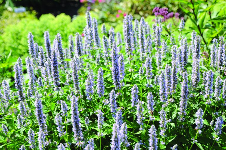Blue Fortune Anise-Hyssop