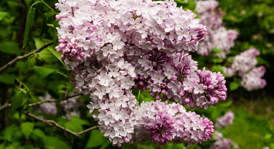 All About Lilacs