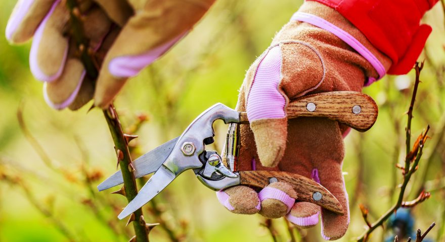 A Beginners Guide to Pruning