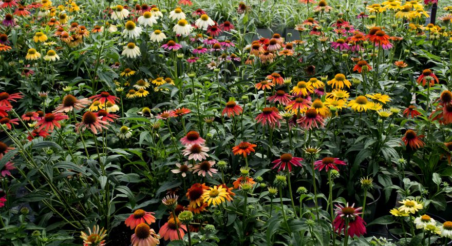 11 Flowering Perennials for your Garden
