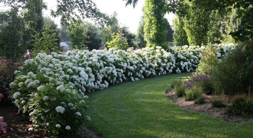 Hydrangea Pruning Tips