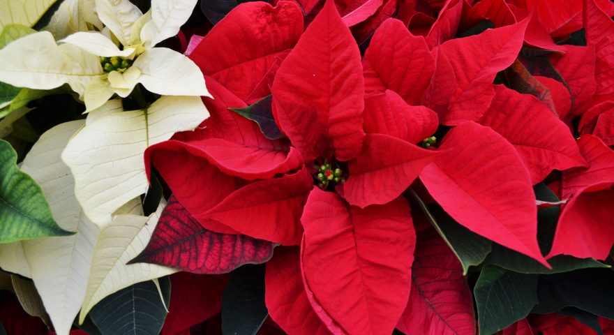 Caring For Your Christmas Plants