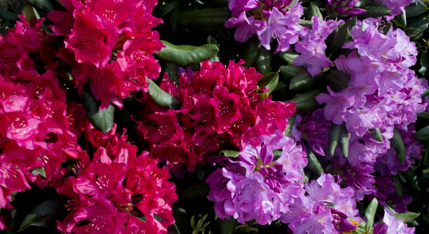 Growing Rhododendrons