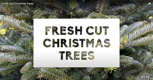 Fresh Cut Christmas Tree