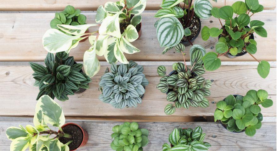 2022 IS THE YEAR OF THE PEPEROMIA