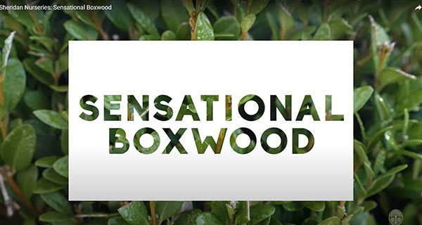Sensational Boxwood