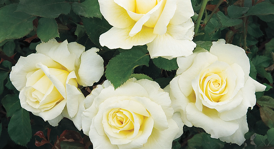 white_licorce_roses