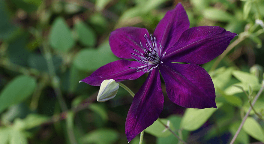 clematis amethyst beauty