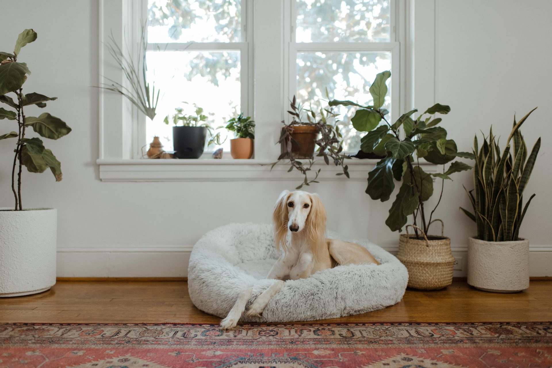 Dog with indoor plants